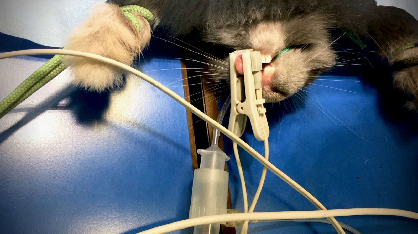 Coniglio intubato pronto per intervento in animali non convenzionali